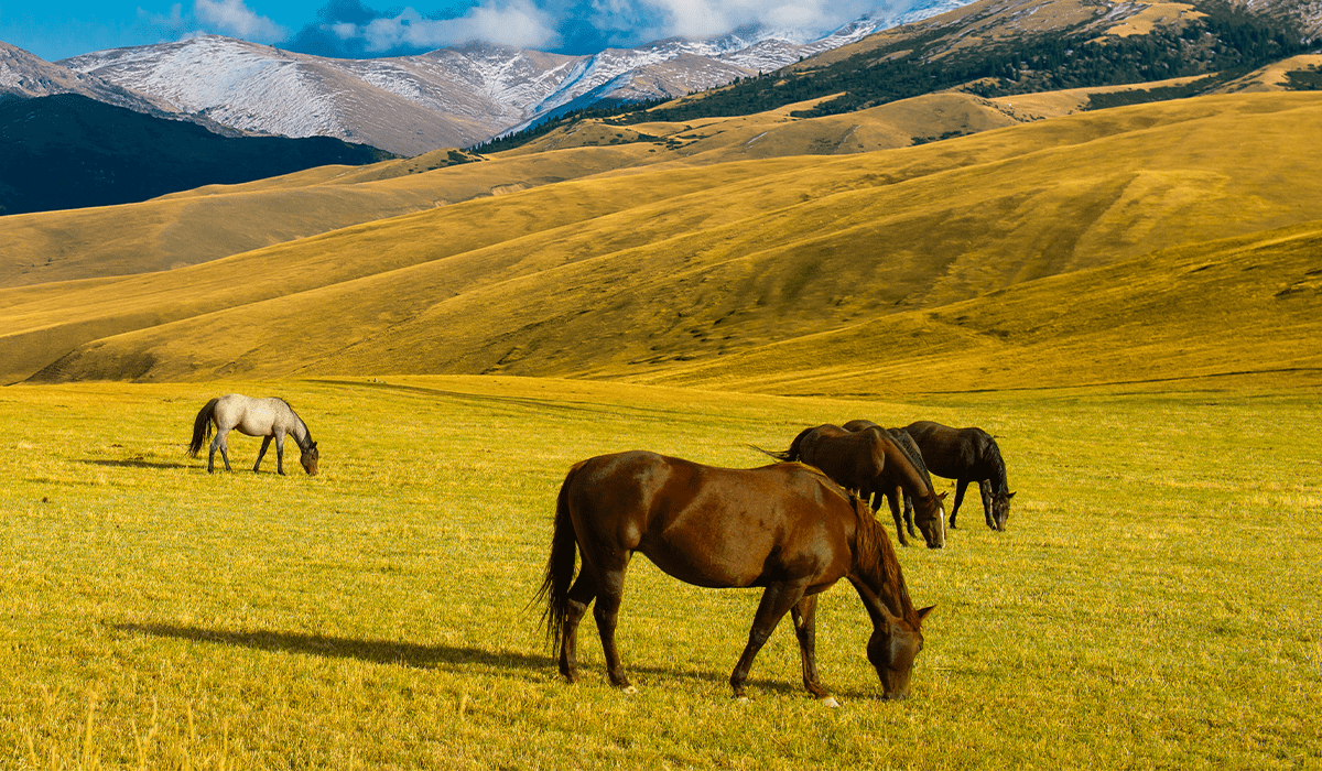 The role of steppe ecosystems in Kazakhstan's agricultural industry